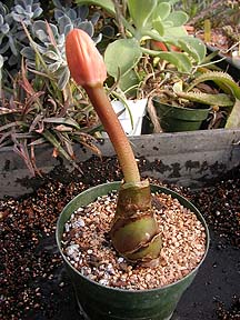 Haemanthus bud